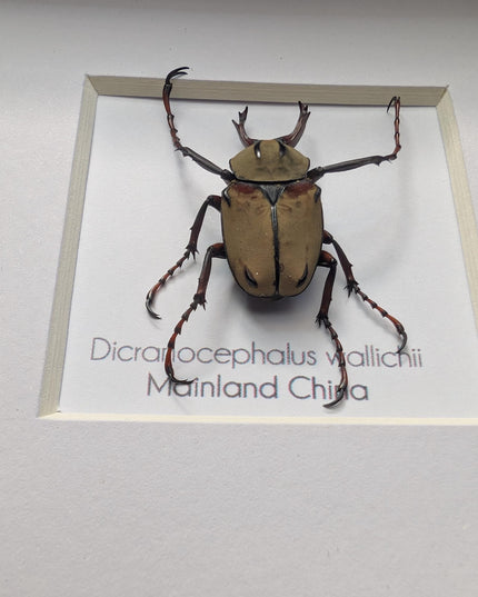 Framed antler horn beetle specimen: dicronocephalus wallichii entomology wall decor (4" x 4")