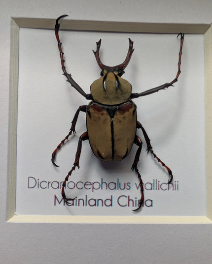 Framed antler horn beetle specimen: dicronocephalus wallichii entomology wall decor (4" x 4")