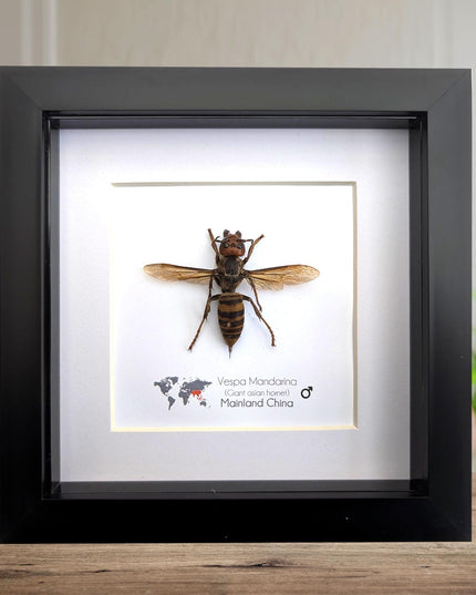 Framed asian giant hornet specimen: ethically sourced entomology wall decor