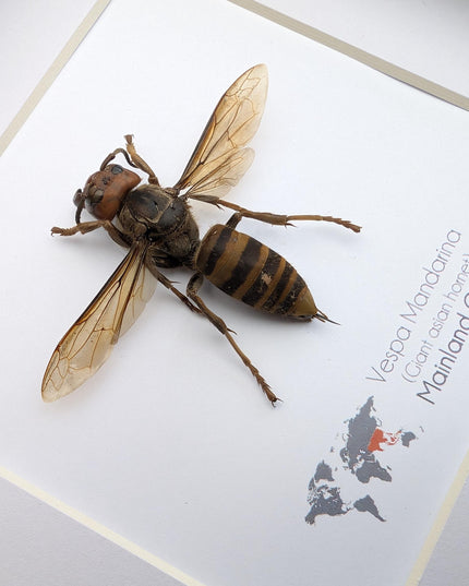 Framed asian giant hornet specimen: ethically sourced entomology wall decor