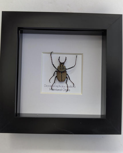 Framed antler horn beetle specimen: dicronocephalus wallichii entomology wall decor (4" x 4")