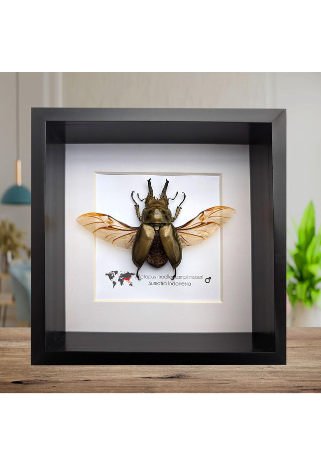 Framed allotopus moellenkampi moseri stag beetle - entomology wall decor