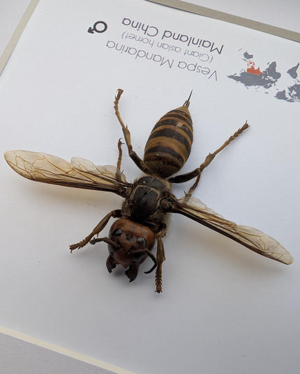 Framed asian giant hornet specimen: ethically sourced entomology wall decor