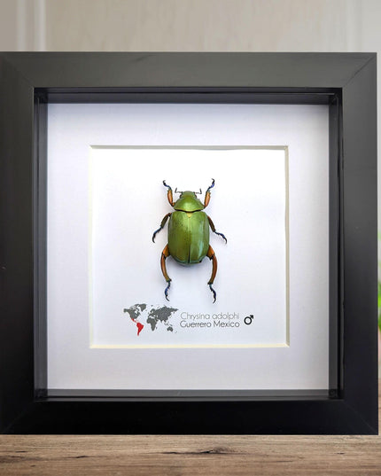 Framed Chrysina adolphi Beetle, Taxidermy Insect Wall Art (6" x 6")