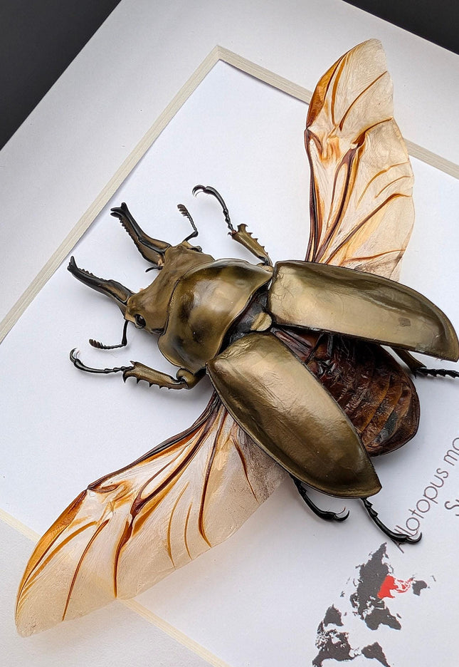 Framed allotopus moellenkampi moseri stag beetle - entomology wall decor