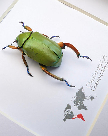Framed Chrysina adolphi Beetle, Taxidermy Insect Wall Art (6" x 6")