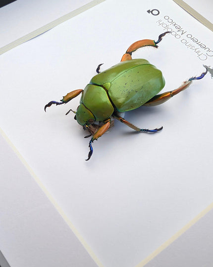 Framed Chrysina adolphi Beetle, Taxidermy Insect Wall Art (6" x 6")