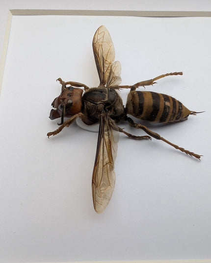 Framed asian giant hornet specimen: ethically sourced entomology wall decor