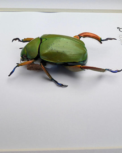 Framed Chrysina adolphi Beetle, Taxidermy Insect Wall Art (6" x 6")