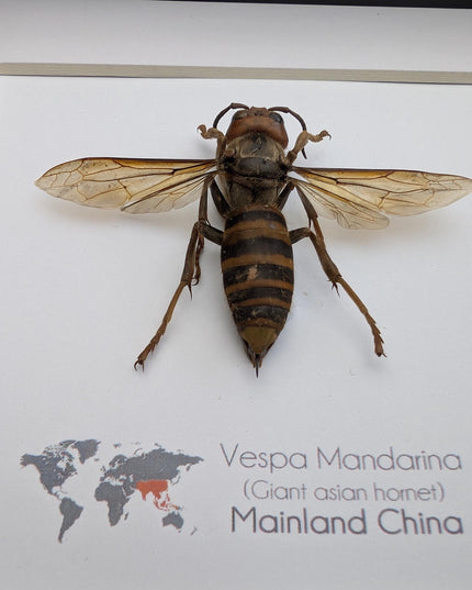 Framed asian giant hornet specimen: ethically sourced entomology wall decor