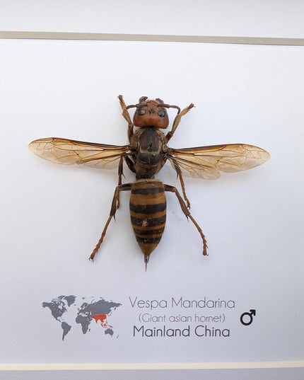 Framed asian giant hornet specimen: ethically sourced entomology wall decor