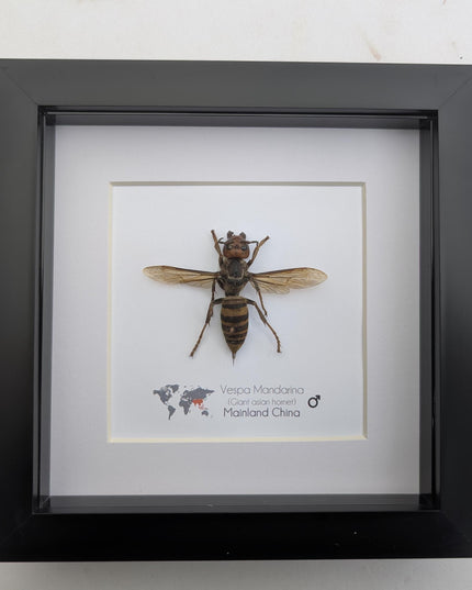 Framed asian giant hornet specimen: ethically sourced entomology wall decor