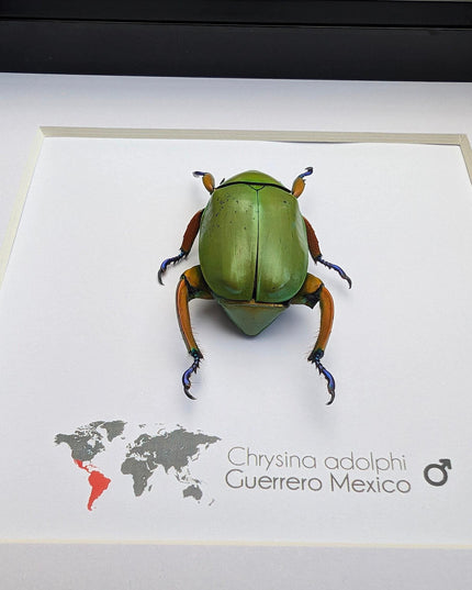 Framed Chrysina adolphi Beetle, Taxidermy Insect Wall Art (6" x 6")