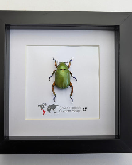 Framed Chrysina adolphi Beetle, Taxidermy Insect Wall Art (6" x 6")