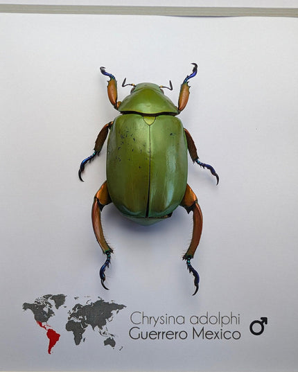 Framed Chrysina adolphi Beetle, Taxidermy Insect Wall Art (6" x 6")