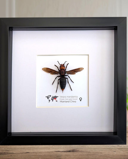 Framed asian giant hornet: queen vespa mandarina entomology wall decor (8x8)