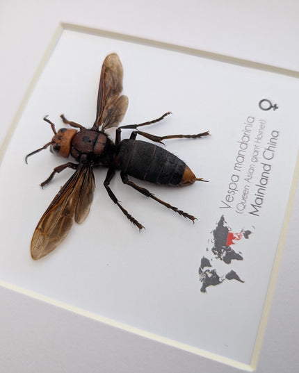 Framed asian giant hornet: queen vespa mandarina entomology wall decor (8x8)
