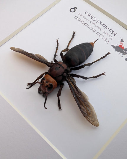 Framed asian giant hornet: queen vespa mandarina entomology wall decor (8x8)