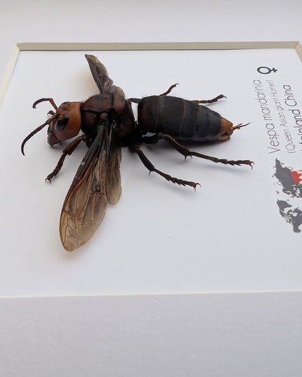 Framed asian giant hornet: queen vespa mandarina entomology wall decor (8x8)