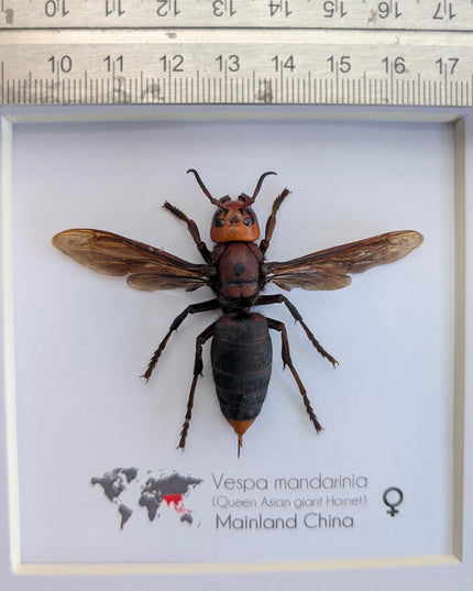 Framed asian giant hornet: queen vespa mandarina entomology wall decor (8x8)
