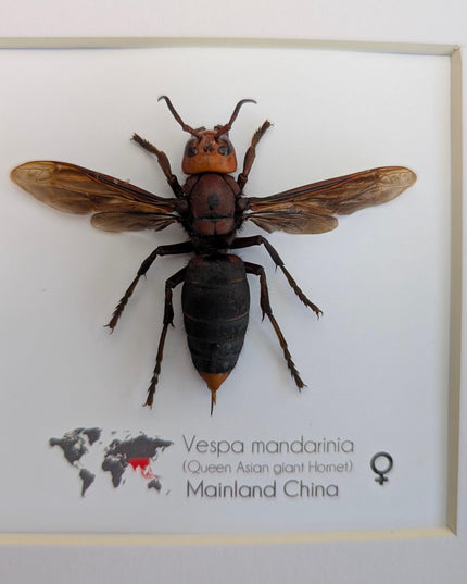 Framed asian giant hornet: queen vespa mandarina entomology wall decor (8x8)
