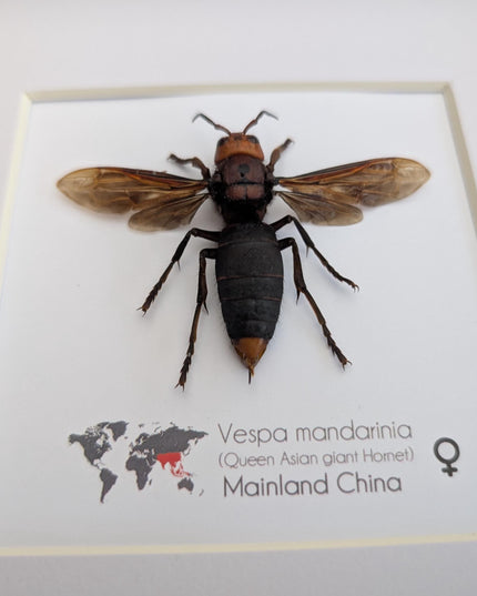 Framed asian giant hornet: queen vespa mandarina entomology wall decor (8x8)