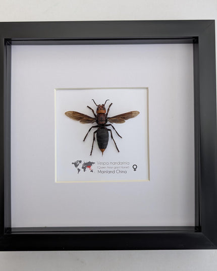 Framed asian giant hornet: queen vespa mandarina entomology wall decor (8x8)