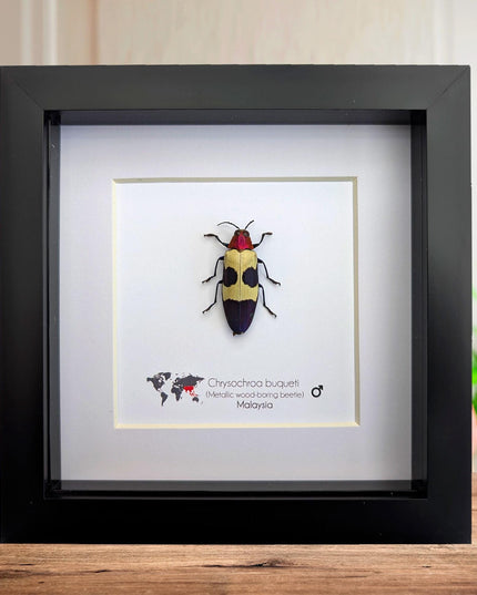 Chrysochroa buqueti, red-headed jewel beetle, ethically sourced,  taxidermy, entomology gift, bug collection, frame 6"x6"