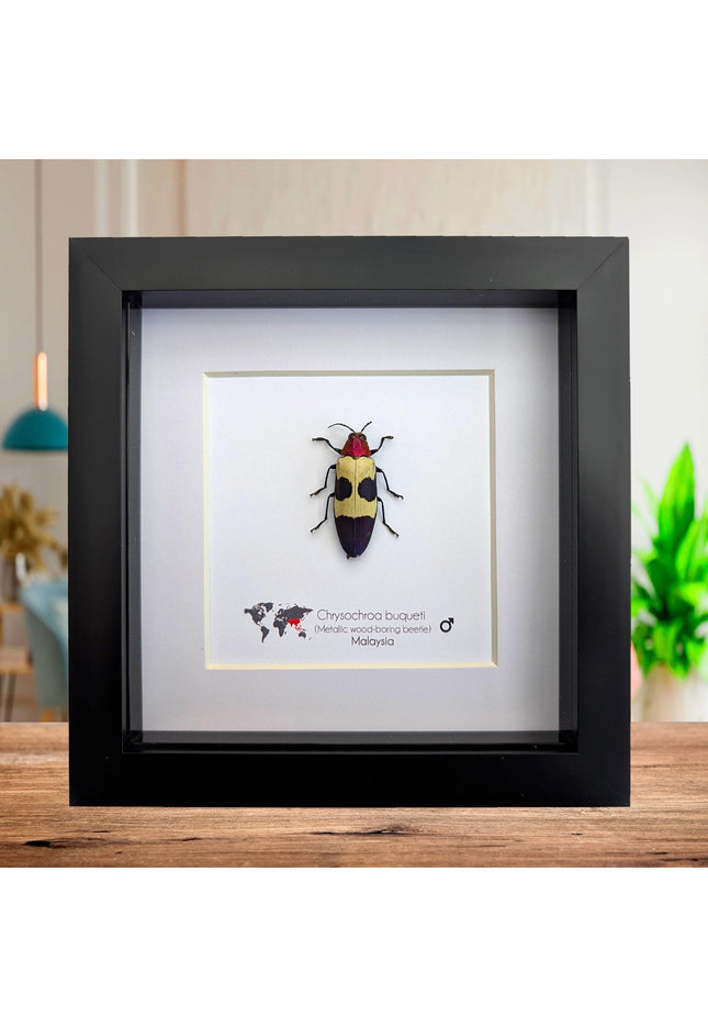 Chrysochroa buqueti, red-headed jewel beetle, ethically sourced,  taxidermy, entomology gift, bug collection, frame 6"x6"
