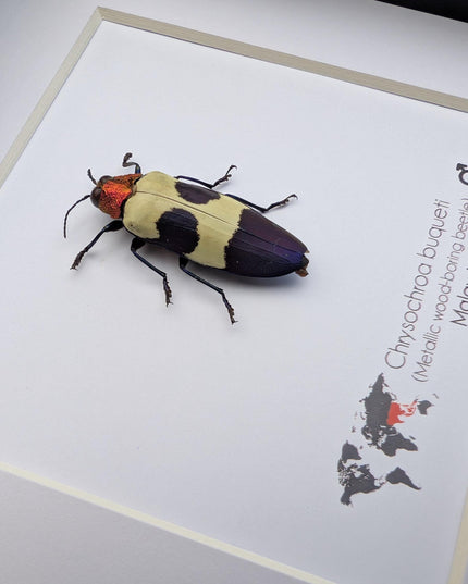 Chrysochroa buqueti, red-headed jewel beetle, ethically sourced,  taxidermy, entomology gift, bug collection, frame 6"x6"