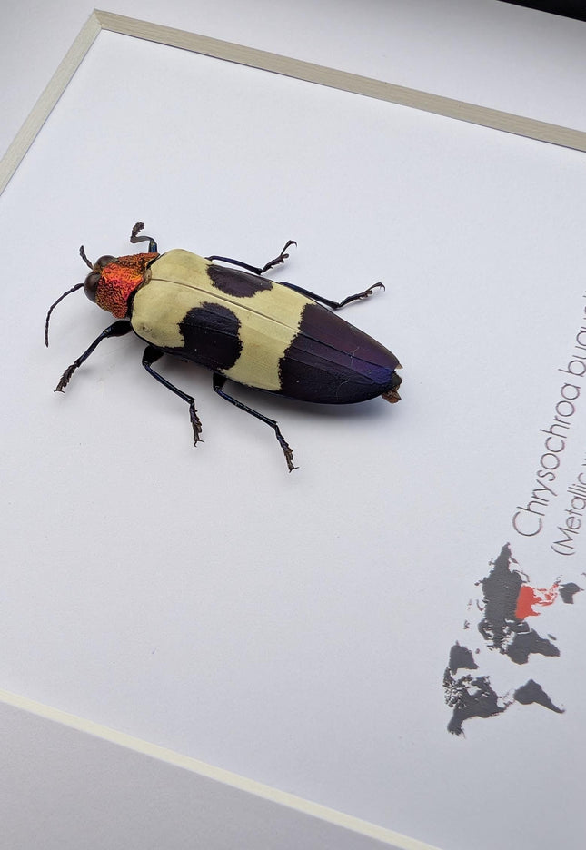 Chrysochroa buqueti, red-headed jewel beetle, ethically sourced,  taxidermy, entomology gift, bug collection, frame 6"x6"
