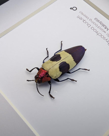 Chrysochroa buqueti, red-headed jewel beetle, ethically sourced,  taxidermy, entomology gift, bug collection, frame 6"x6"