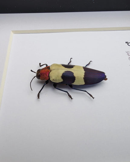 Chrysochroa buqueti, red-headed jewel beetle, ethically sourced,  taxidermy, entomology gift, bug collection, frame 6"x6"