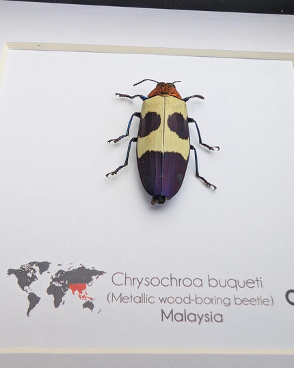 Chrysochroa buqueti, red-headed jewel beetle, ethically sourced,  taxidermy, entomology gift, bug collection, frame 6"x6"