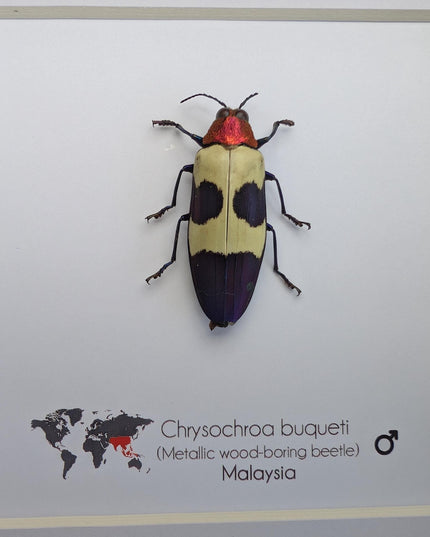 Chrysochroa buqueti, red-headed jewel beetle, ethically sourced,  taxidermy, entomology gift, bug collection, frame 6"x6"