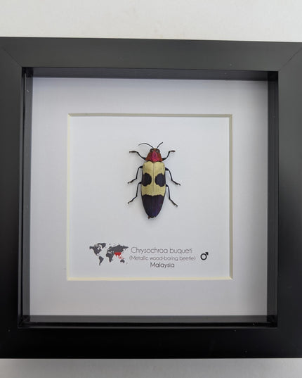 Chrysochroa buqueti, red-headed jewel beetle, ethically sourced,  taxidermy, entomology gift, bug collection, frame 6"x6"