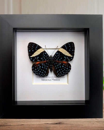 Framed Blue Cracker Butterfly Taxidermy Display (4x4)