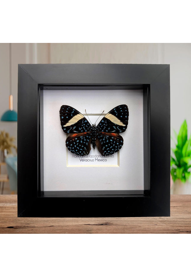 Framed Blue Cracker Butterfly Taxidermy Display (4x4)