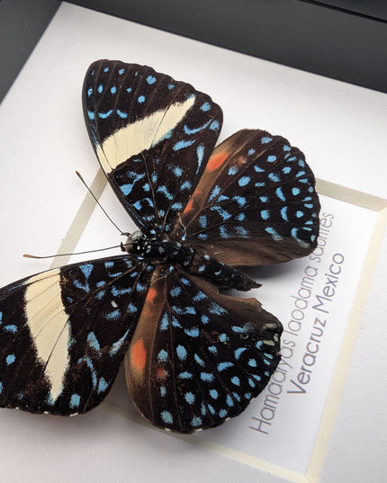 Framed Blue Cracker Butterfly Taxidermy Display (4x4)