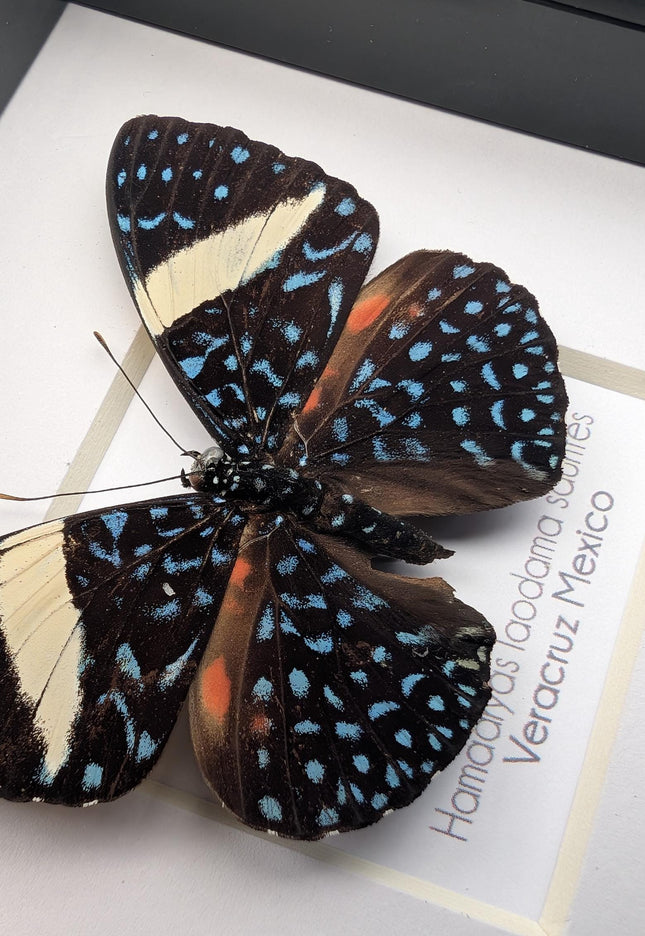 Framed Blue Cracker Butterfly Taxidermy Display (4x4)