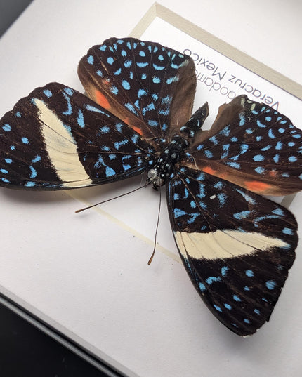 Framed Blue Cracker Butterfly Taxidermy Display (4x4)