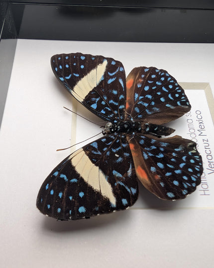 Framed Blue Cracker Butterfly Taxidermy Display (4x4)