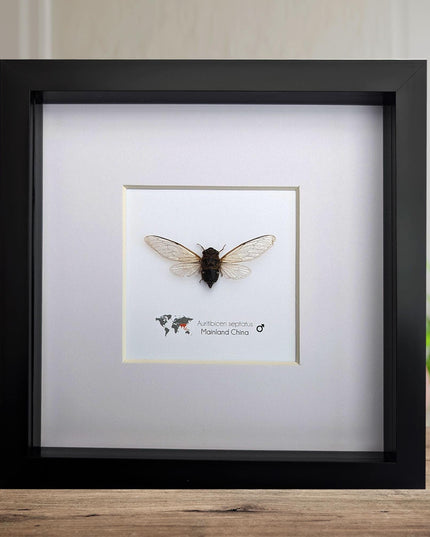 Framed auritibicen septatus cicada: ethically sourced entomology wall art