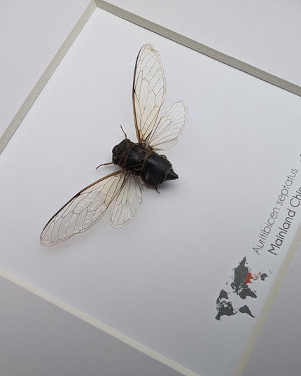 Framed auritibicen septatus cicada: ethically sourced entomology wall art