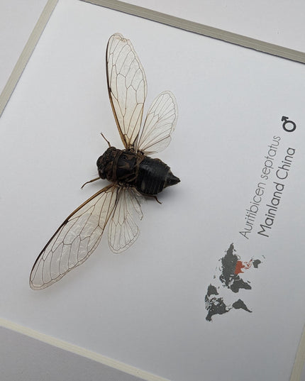 Framed auritibicen septatus cicada: ethically sourced entomology wall art