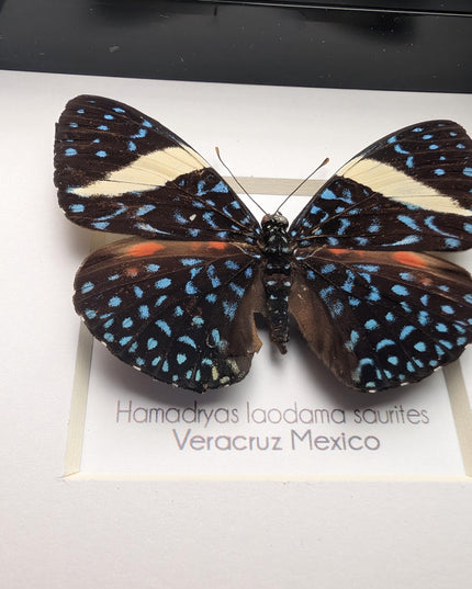 Framed Blue Cracker Butterfly Taxidermy Display (4x4)