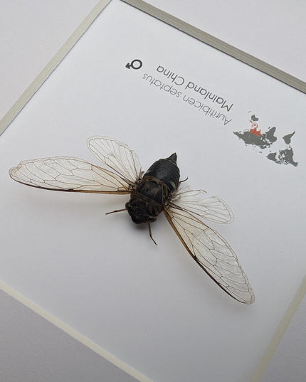 Framed auritibicen septatus cicada: ethically sourced entomology wall art