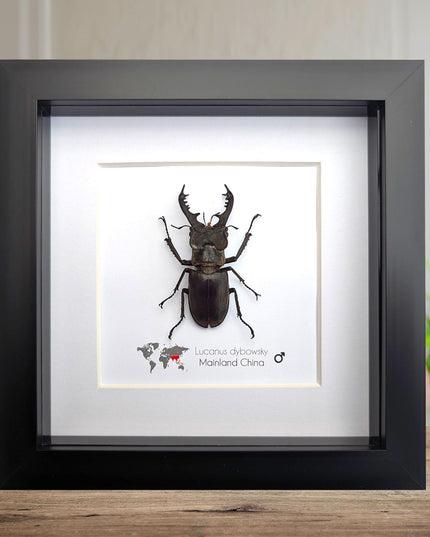 Framed Chinese Stag Beetle Taxidermy, Ethically Sourced Entomology Wall Art
