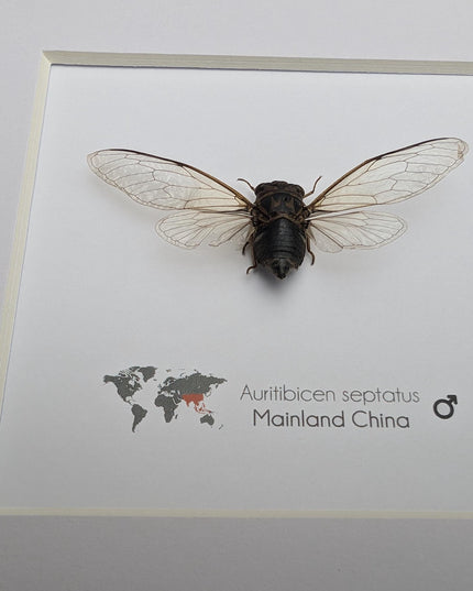 Framed auritibicen septatus cicada: ethically sourced entomology wall art