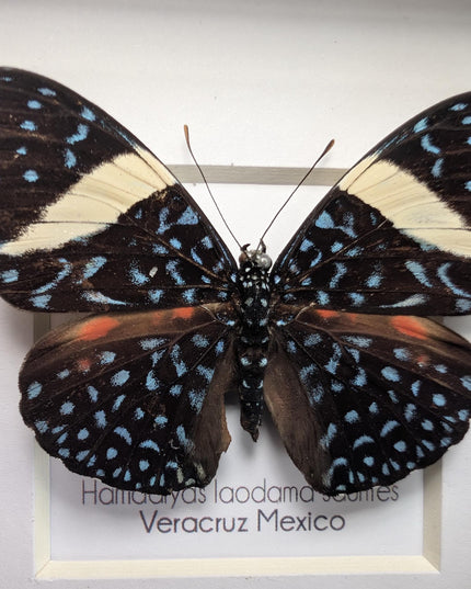 Framed Blue Cracker Butterfly Taxidermy Display (4x4)